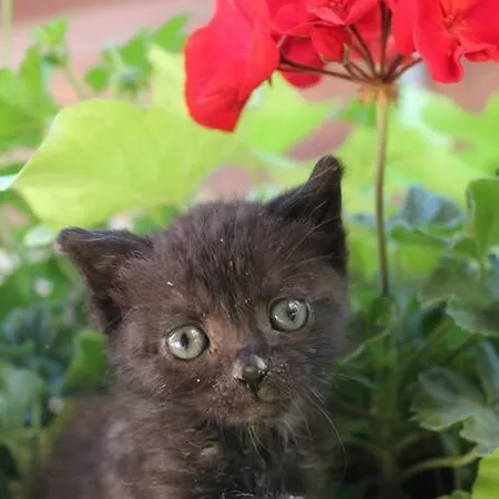 Maisonnette Bindernheim