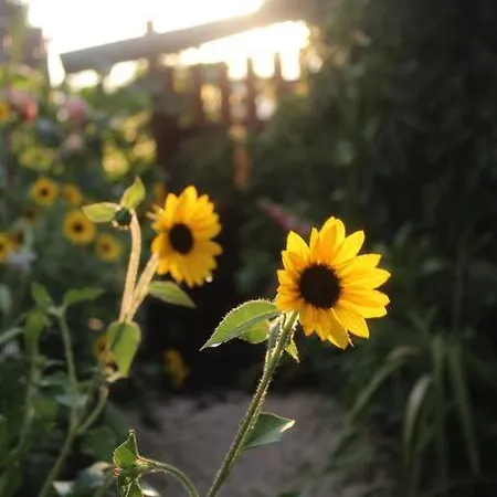 Hébergement de vacances Maisonnette *