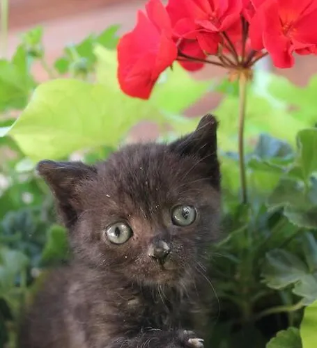 Maisonnette Bindernheim