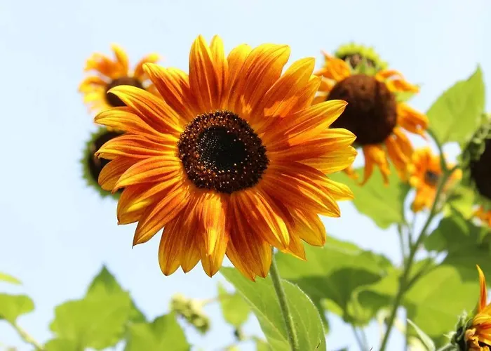 Maisonnette Vakantiehuis *