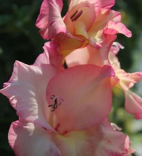 Maisonnette Vakantiehuis Bindernheim