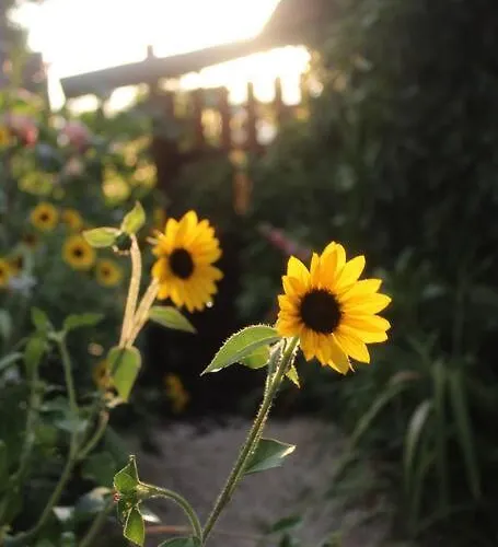 Vakantiehuis Maisonnette *